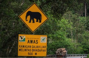 Elephant crossing